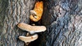 Latex fungus that thrives between tree trunks with closeup angle Royalty Free Stock Photo