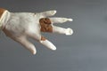 Latex glove hand tear, on gray background