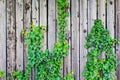 Lath fence with some nature Royalty Free Stock Photo