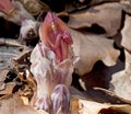 Lathraea clandestina - purple toothwort