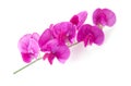 Lathyrus. Royalty Free Stock Photo