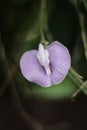 Lathyrus clymenum