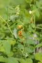 Lathyrus gmelinii in the Zailiyskiy Alatau mountains Royalty Free Stock Photo