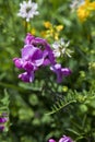 Lathyrus latifolius (Everlasting Pea)