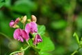 Lathyrus latifolius flower