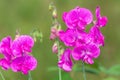 Lathyrus latifolius, the perennial peavine, perennial pea, broad-leaved everlasting-pea,or just everlasting pea, is a robust,