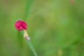 Lathyrus nissolia, grass vetchling or grass pea Fabaceae in NW Spain Royalty Free Stock Photo