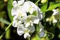 Lathyrus odoratus known as sweet pea in British park - London, UK Royalty Free Stock Photo