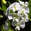 Lathyrus odoratus known as sweet pea in British park - London, UK Royalty Free Stock Photo