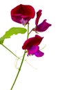 Lathyrus odoratus, Sweet pea Royalty Free Stock Photo