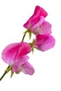 Lathyrus odoratus, Sweet pea Royalty Free Stock Photo