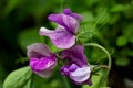 Lathyrus odoratus sweet pea blossoms with purple and white color Royalty Free Stock Photo