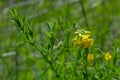 A Lathyrus pratensis flower of the meadow growing on the summer meadow