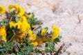 Lathyrus pratensis or meadow on stone... Royalty Free Stock Photo