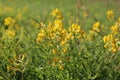 Lathyrus pratensis. Yellow flowers Meadow peavine in the North of Russia