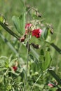 Lathyrus or sweet peas