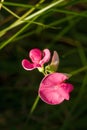 lathyrus tuberosus or lathyrus nissolia, tuberous vetchling also known as tuberous pea, grass vetchling, aardaker, tine-tare, Royalty Free Stock Photo