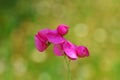 Lathyrus tuberosus , tuberous pea flower , flora Iran Royalty Free Stock Photo