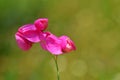 Lathyrus tuberosus , tuberous pea flower , flora Iran Royalty Free Stock Photo