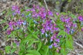 Lathyrus vernus blooms in spring in the forest Royalty Free Stock Photo