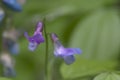 Lathyrus vernus flowers