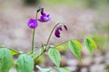 Lathyrus vernus known as spring vetch Royalty Free Stock Photo