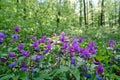 Lathyrus vernus, the spring vetchling, spring pea, or spring vetch close-up in green sunny spring forest Royalty Free Stock Photo