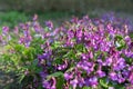 Lathyrus vernus, spring vetchling, spring pea or spring vetch Royalty Free Stock Photo