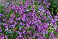 Lathyrus vernus, spring vetchling, spring pea or spring vetch Royalty Free Stock Photo