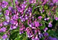 Lathyrus vernus, spring vetchling, spring pea or spring vetch Royalty Free Stock Photo