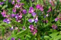 Lathyrus vernus, spring vetchling, spring pea or spring vetch Royalty Free Stock Photo