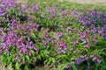 Lathyrus vernus, spring vetchling, spring pea or spring vetch Royalty Free Stock Photo