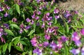 Lathyrus vernus, spring vetchling, spring pea or spring vetch Royalty Free Stock Photo