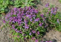 Lathyrus vernus, spring vetchling, spring pea or spring vetch Royalty Free Stock Photo