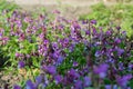 Lathyrus vernus, spring vetchling, spring pea or spring vetch Royalty Free Stock Photo