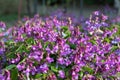 Lathyrus vernus, spring vetchling, spring pea or spring vetch Royalty Free Stock Photo
