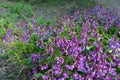 Lathyrus vernus, spring vetchling, spring pea or spring vetch Royalty Free Stock Photo