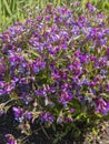 Lathyrus vernus, the spring vetchling, spring pea, or spring vetch. Royalty Free Stock Photo