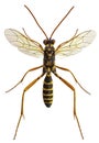 Latibulus argiolus, a parasitoid ichneumonid wasp Royalty Free Stock Photo