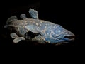 latimeria fish on the black background Royalty Free Stock Photo