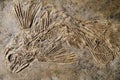 latimeria fish fossil
