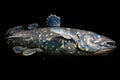 latimeria fish isolated