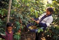 LATIN AMERICA GUATEMALA COFFEE Royalty Free Stock Photo