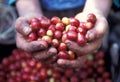 LATIN AMERICA GUATEMALA COFFEE Royalty Free Stock Photo