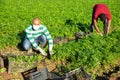 Latin american farmer in medical mask harvesting parsley