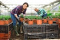 Latin American farmers in the greenhouse are engaged in inspecting and pruning small ornamental shrubs in pots.