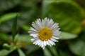 Latin American fleabane: Erigeron karvinskianus daisy in australia