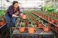 Latin american woman farmer prunes an ornamental shrub in a pot with a pruner.