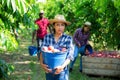 Latin american workwoman holding bucket with peaches in orchard Royalty Free Stock Photo