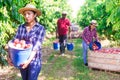 Latin american workwoman holding bucket with peaches in orchard Royalty Free Stock Photo